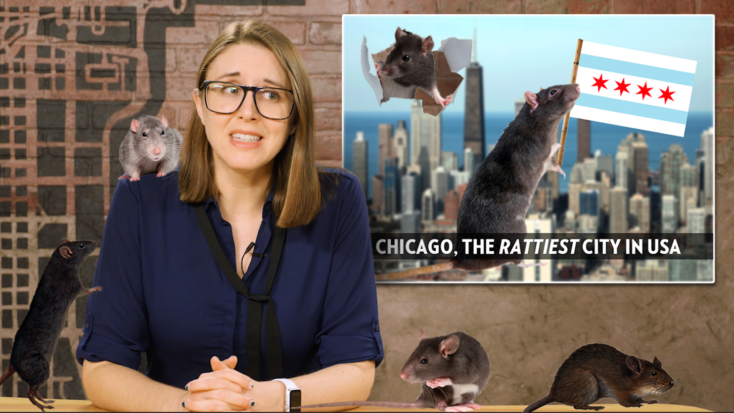 Chicago, Explained Why Do We Have So Many Rats? Chicago Magazine