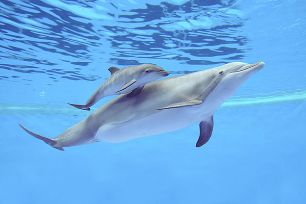 Watch This Baby Dolphin Learn To Swim A Second After It's Born