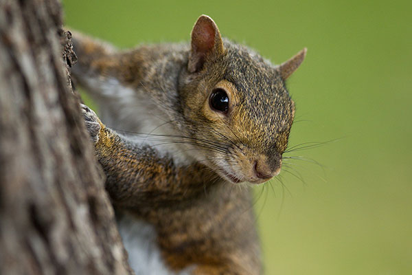 Squirrels Will Not Destroy Chicago's Electrical Infrastructure ...