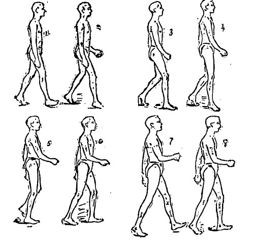 Edweard Muybridge walking man