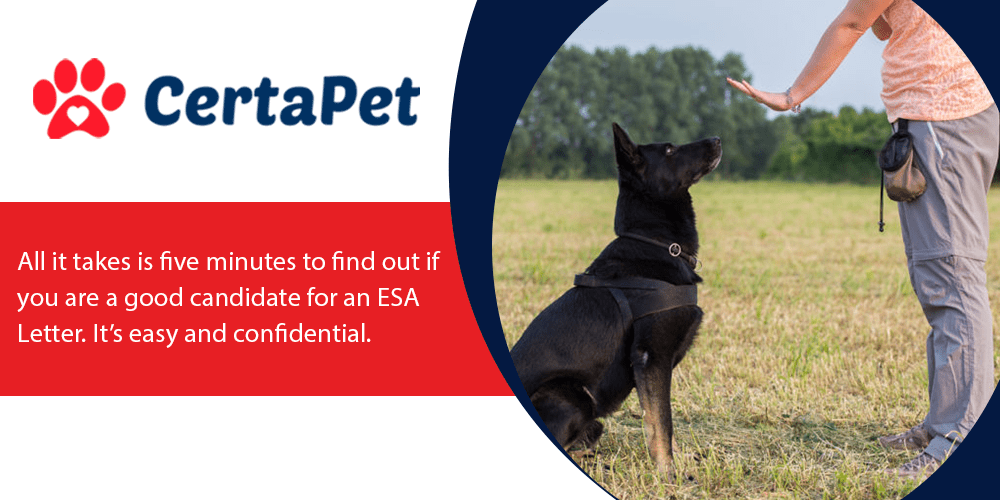 best emotional support animal letter services 2022 certified affordable esa providers chicago magazine