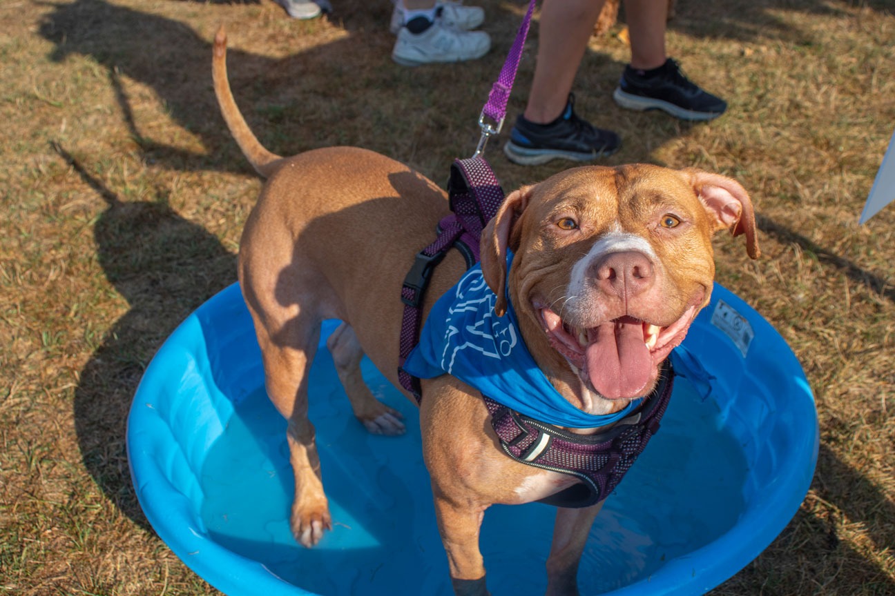 Fundraising - PAWS Chicago 5K Walk/Run 2023