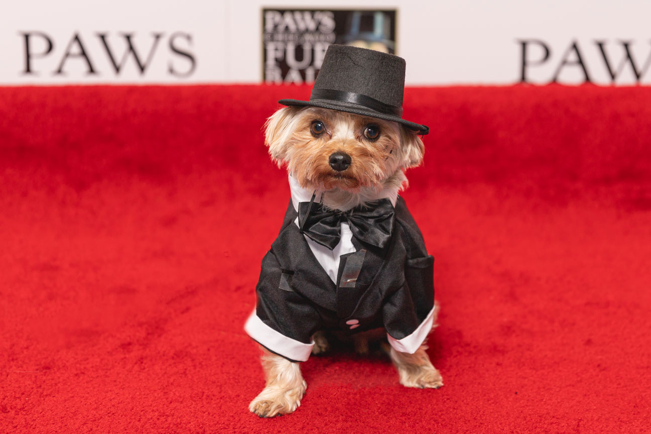 Photos from PAWS Chicago Fur Ball Chicago Magazine