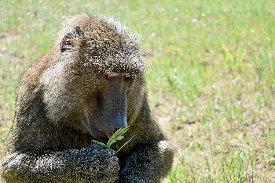 Olivia, a baboon at the sanctuary